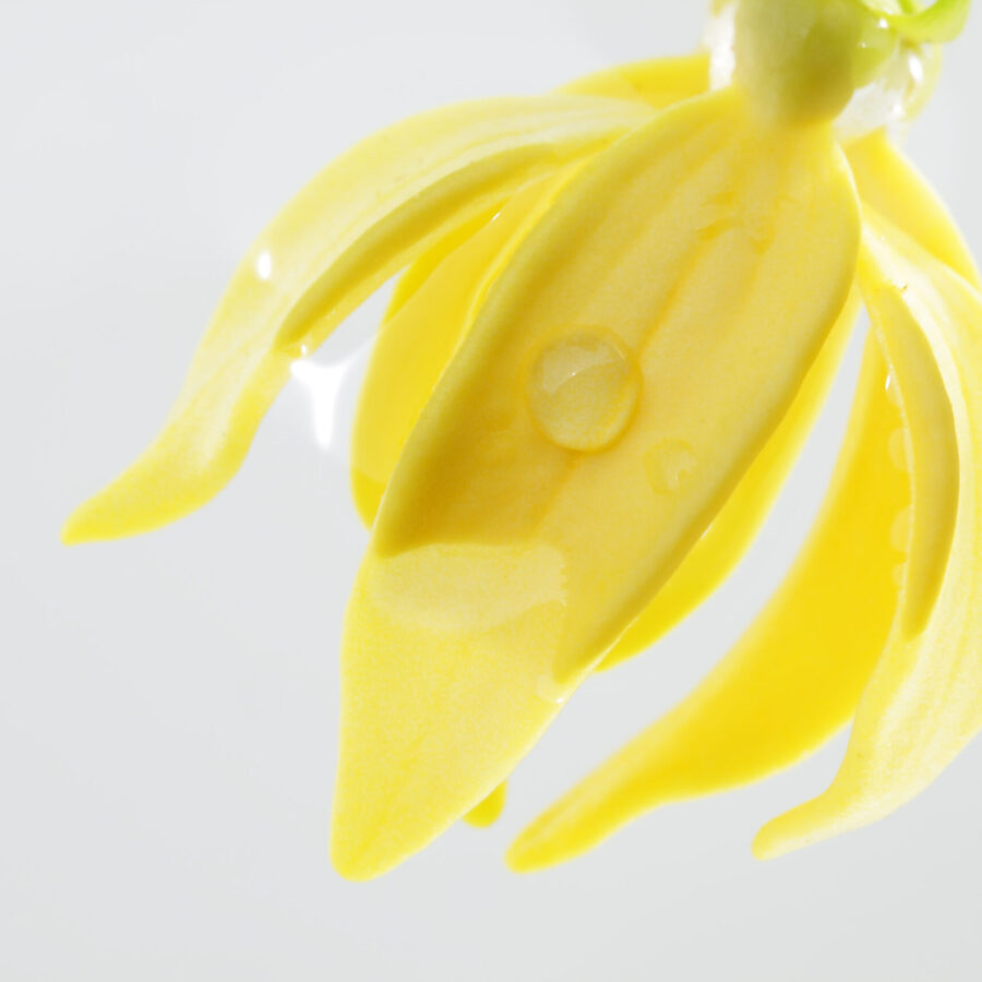 Ylang,Ylang,Flower,In,Water,Isolated,On,Grey,Background.
